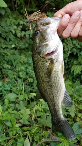 ブラックバスの釣果