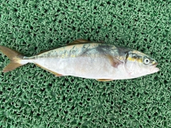 ワカシの釣果