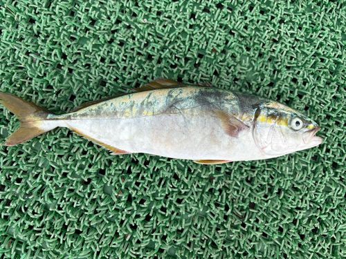 ワカシの釣果