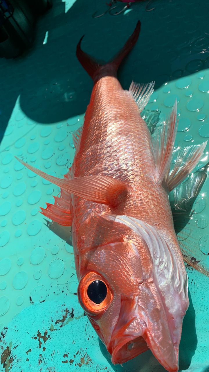 ucnさんの釣果 1枚目の画像