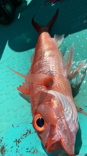 ハマダイの釣果