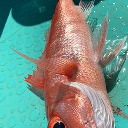 ハマダイ