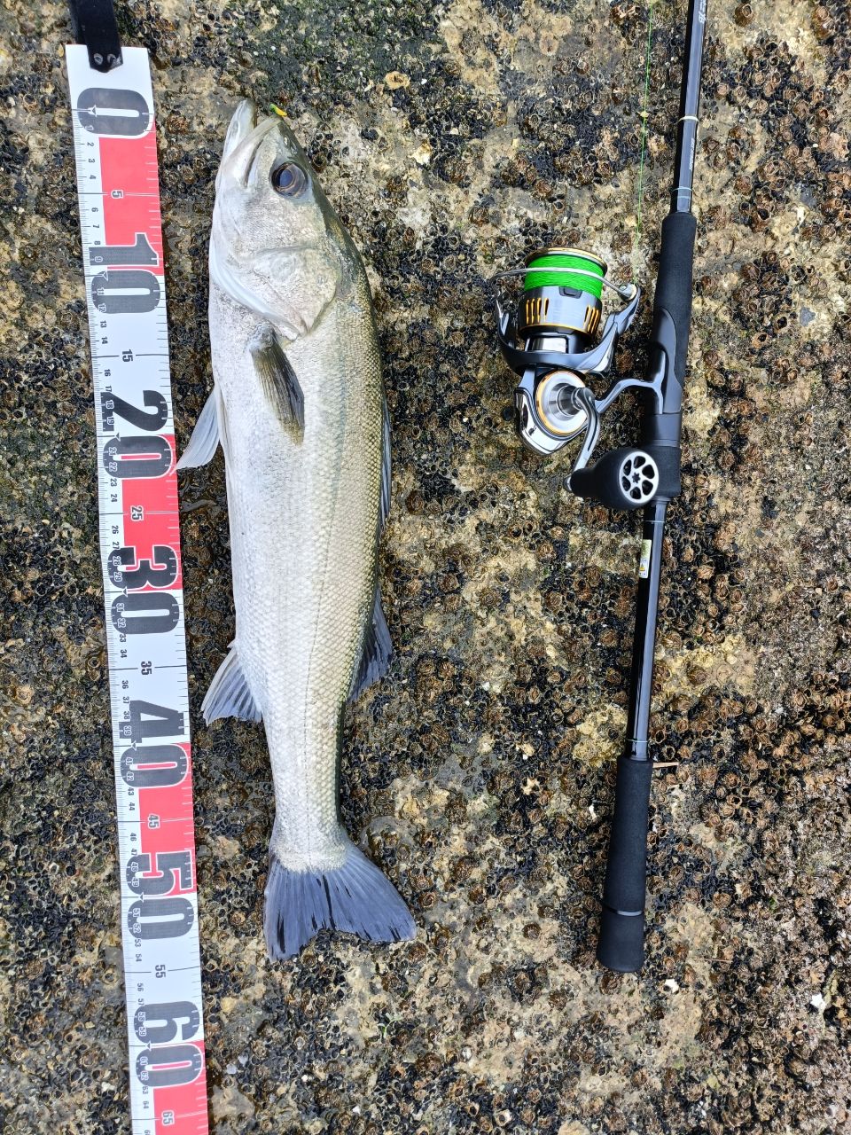 アーリーフォーシーバス　97MMH EARLY for Seabass | YAMAGA Blanks