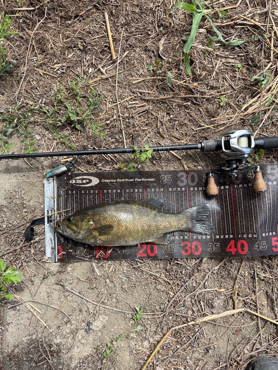 スモールマウスバス