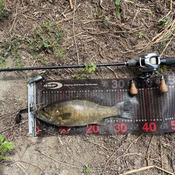 スモールマウスバス