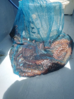 マダコの釣果