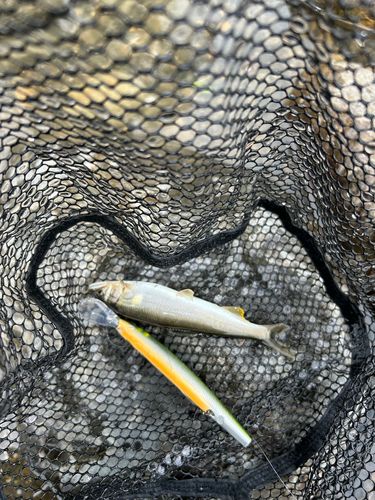 アユの釣果