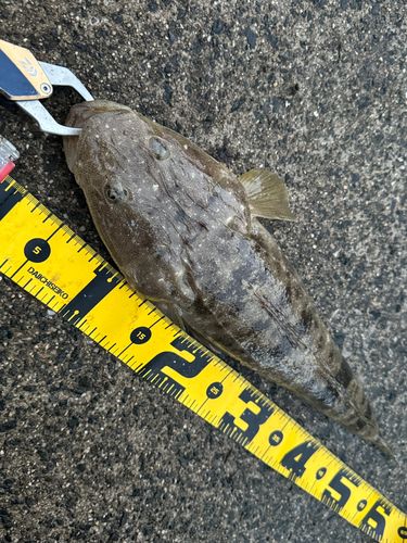 マゴチの釣果