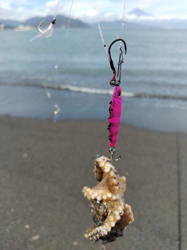 タコの釣果