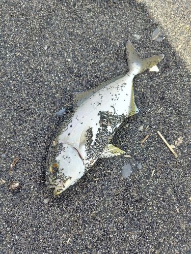 ショゴの釣果