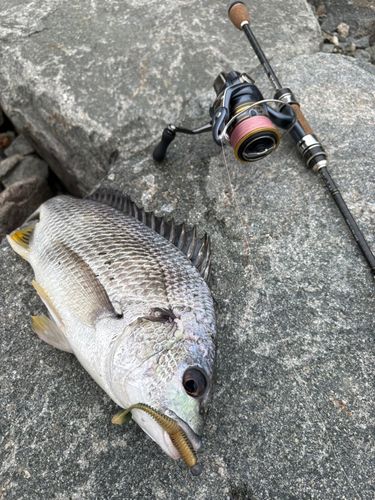 キビレの釣果