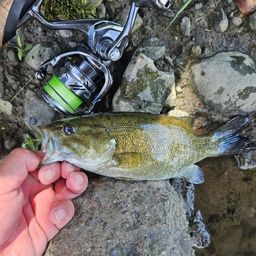 スモールマウスバス