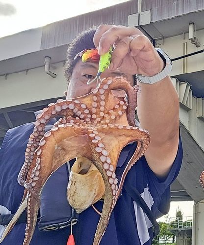 タコの釣果