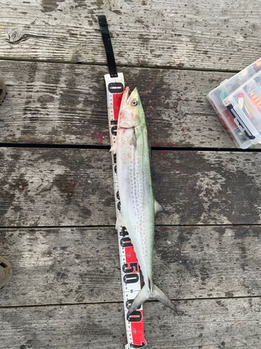 サワラの釣果