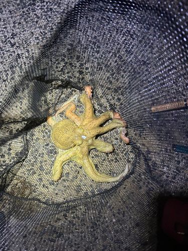 マダコの釣果