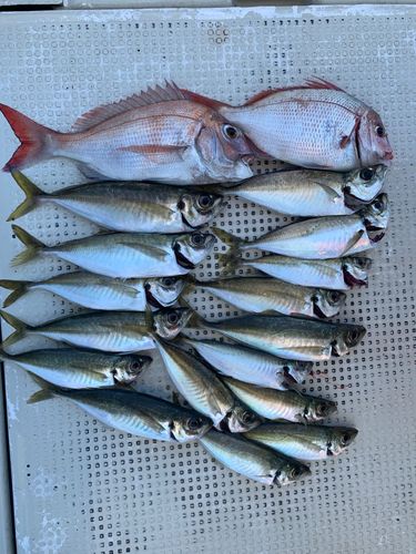 チダイの釣果