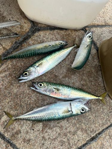 サバの釣果