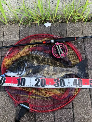 チヌの釣果