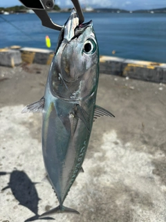 ソウダガツオの釣果