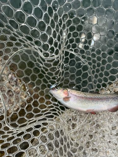 レインボートラウトの釣果