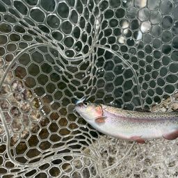 レインボートラウト