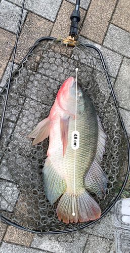 ティラピアの釣果