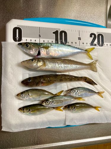 サバの釣果