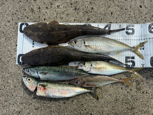 マゴチの釣果