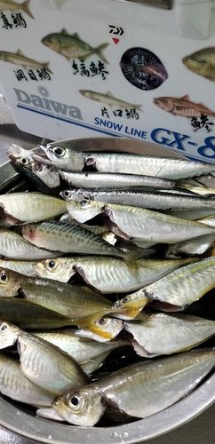 アジの釣果