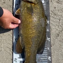 スモールマウスバス