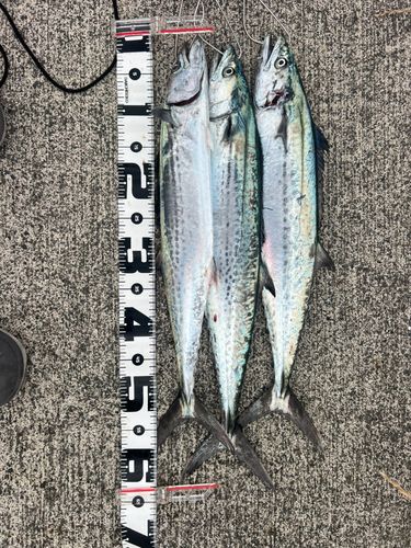 釣果