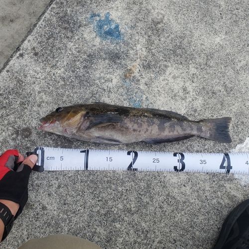 アイナメの釣果