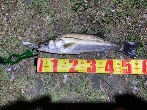 スズキの釣果