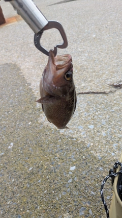 エゾメバルの釣果