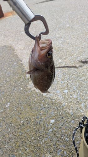 エゾメバルの釣果