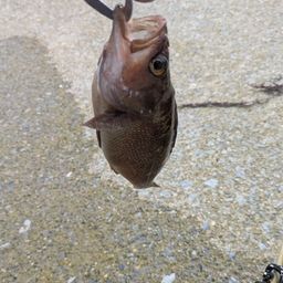 エゾメバル