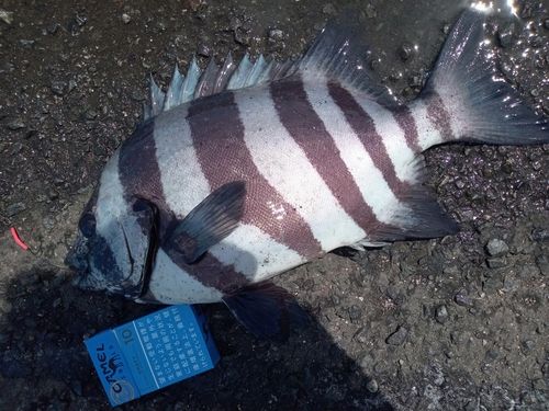 イシダイの釣果