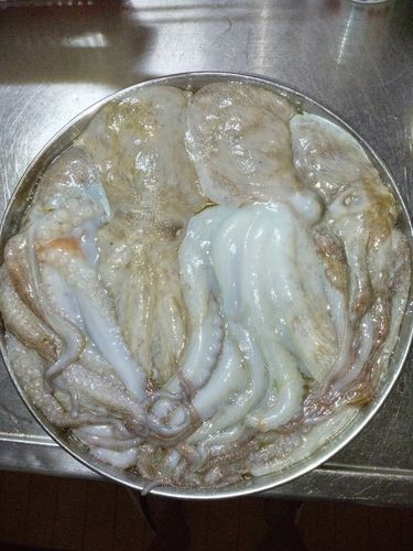タコの釣果