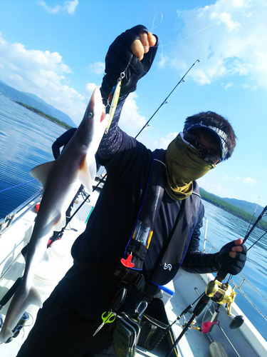 カンパチの釣果