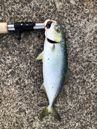 釣果