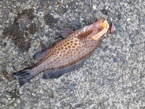 オオモンハタの釣果