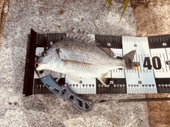 キビレの釣果