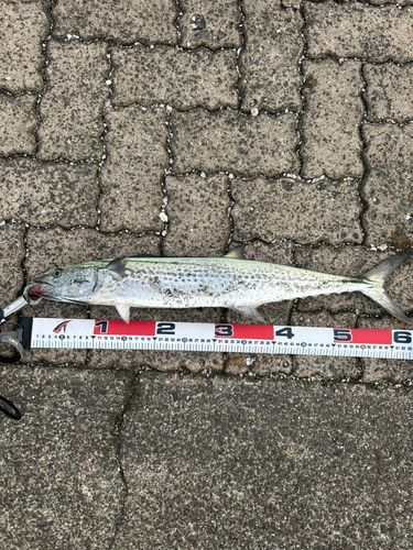 サゴシの釣果