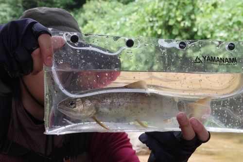 ヤマメの釣果