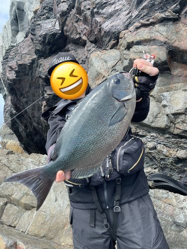 オナガグレの釣果