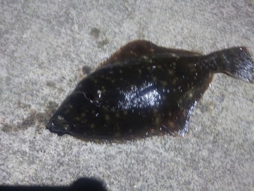 スルメイカの釣果