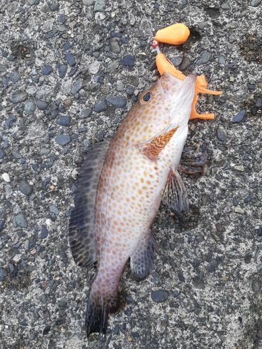 オオモンハタの釣果