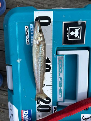キスの釣果