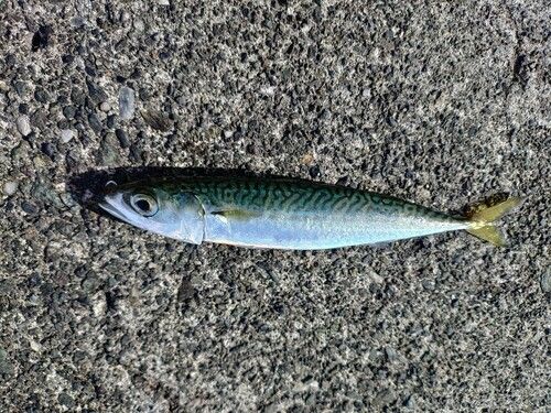 サバの釣果