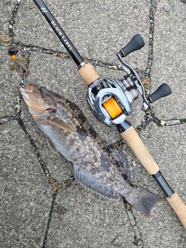 アイナメの釣果